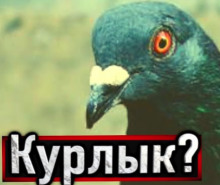 Аудиокнига Голубь